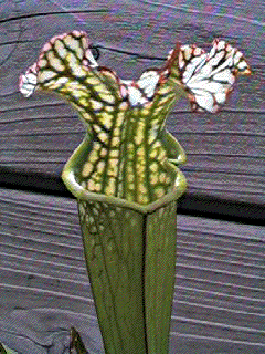 S_drummondii