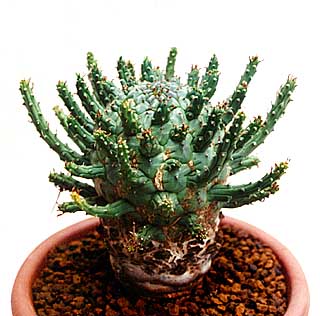 e-arida