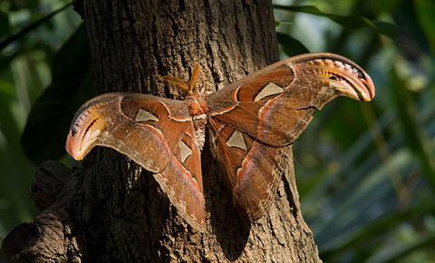 640px-Attacus_atlas-01_(xndr)