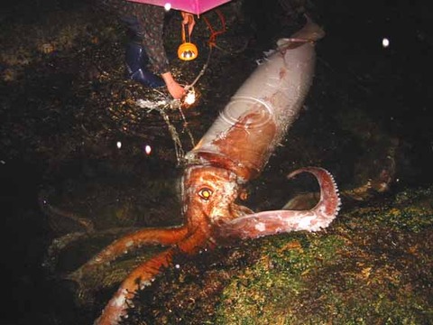 mega-squid03