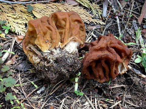 640px-Gyromitra_gigas_85397