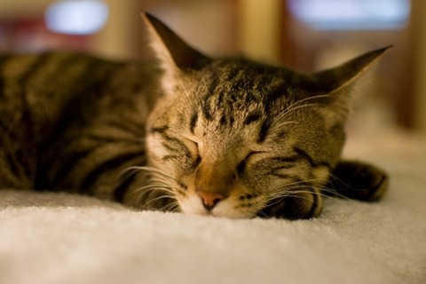 眠り猫