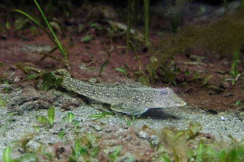 640px-Repomucenus_richardsonii