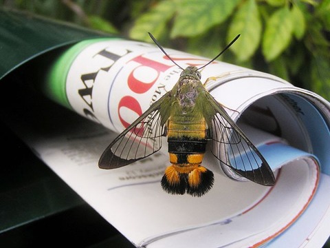 オオスカシバ