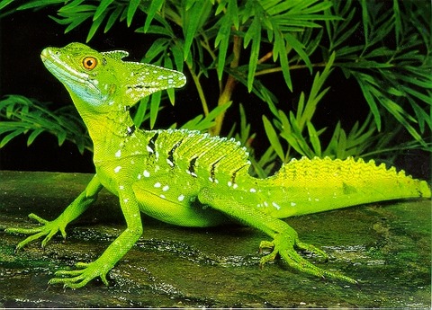 basilisk