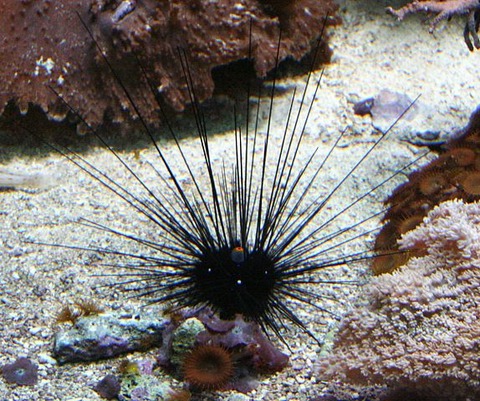574px-Diademseeigel