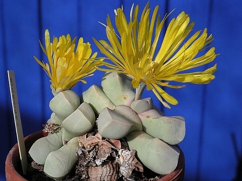 640px-Lapidaria_sp_1