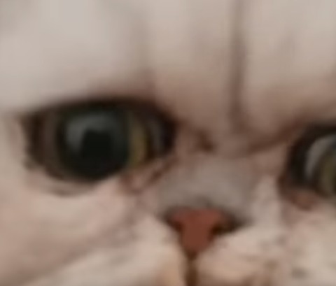 魔女猫