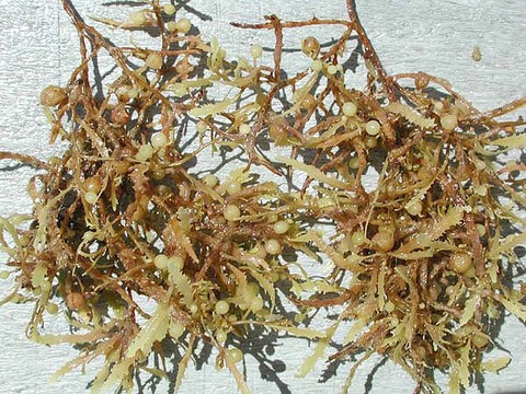 Sargassum_weeds_closeup