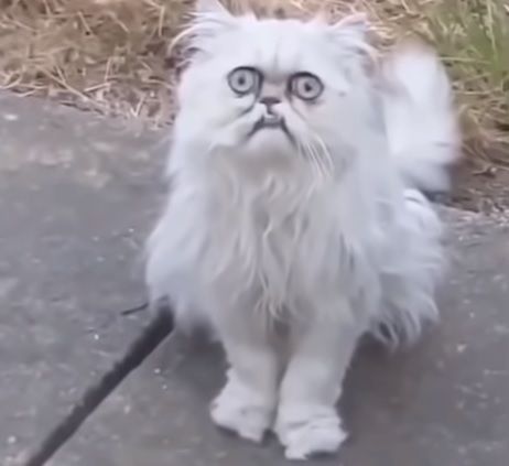 様子がおかしい猫