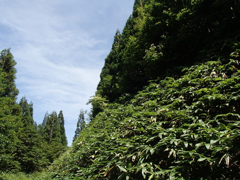 P8271774