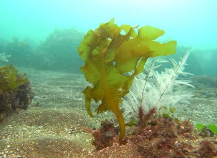 wakame-5