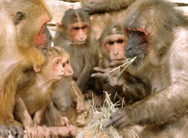 Macaca_arctoides