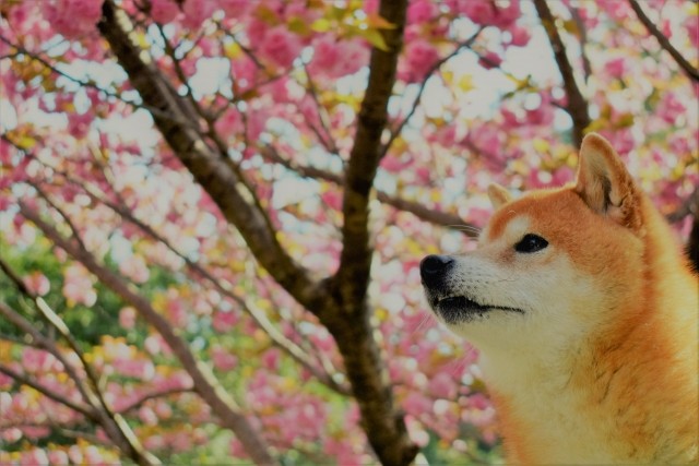 03ac6968500692b38d5c3dd1cef6f904_s