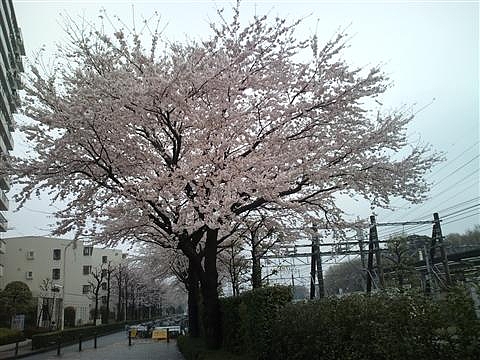桜上水