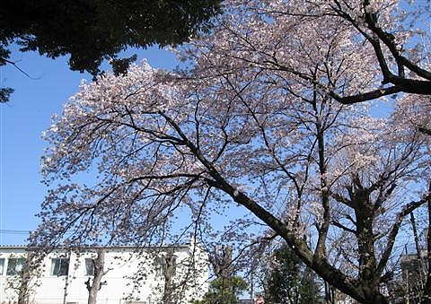 桜3