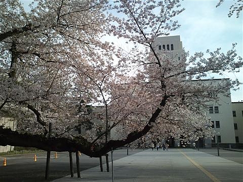 桜4