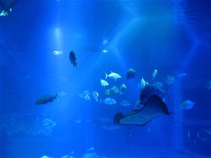 海遊館