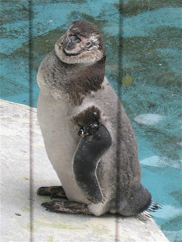 天王寺動物園 6