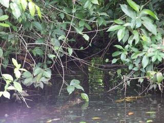 IMG_1138