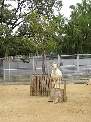 天王寺動物園 4