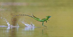 Basiliscus-lagarto-que-camina-sobre-el-agua