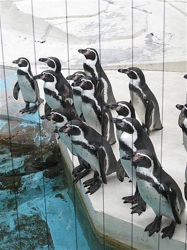 天王寺動物園 7