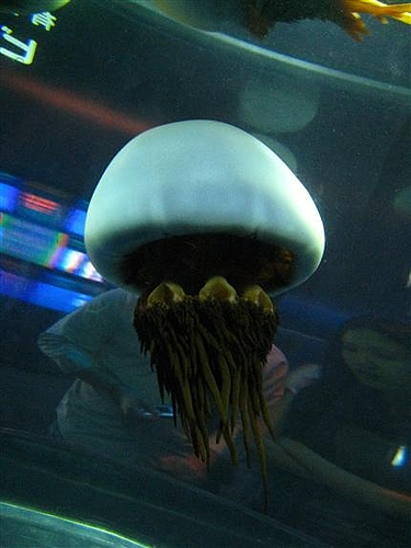 海遊館