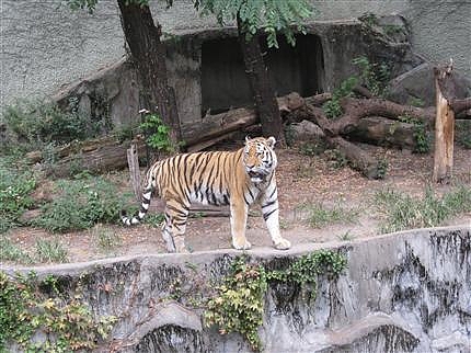 天王寺動物園 8