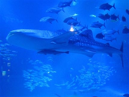 海遊館
