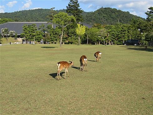 NARA１