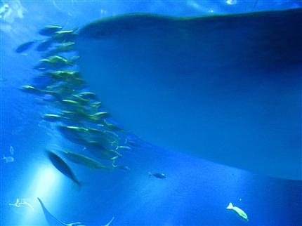 海遊館