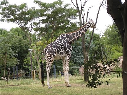 天王寺動物園 9