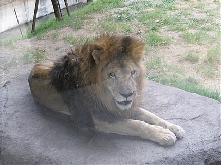 天王寺動物園 10