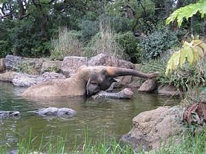 ゾウ