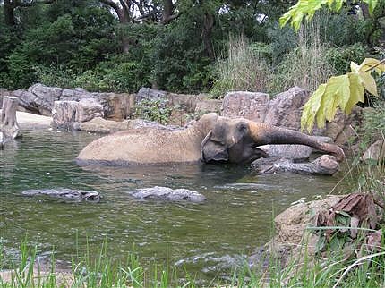 天王寺動物園 1