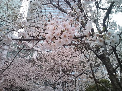 桜