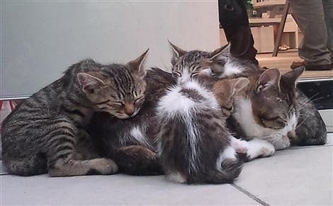 猫