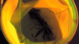 451c05ea.jpg