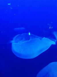 IMG_1183