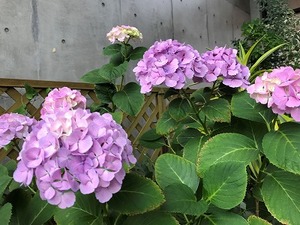 紫陽花