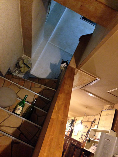 神戸 からあげ 一心 ネコ