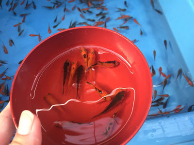 姫路 ゆかた祭り 2017 金魚すくい