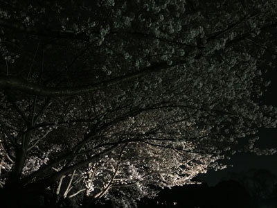 姫路 お花見 2017 姫路城 夜桜