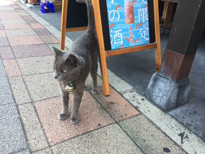 須磨 たんもと商店 猫