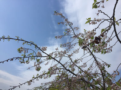 姫路城 葉桜