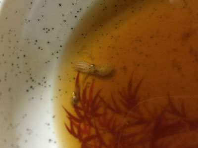 明石 立吞み 吞べえ 稚魚