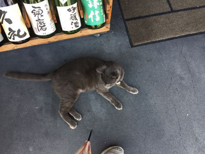 須磨 たんもと商店 猫