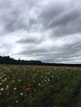 IMG_3581