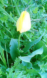 09852240.jpg